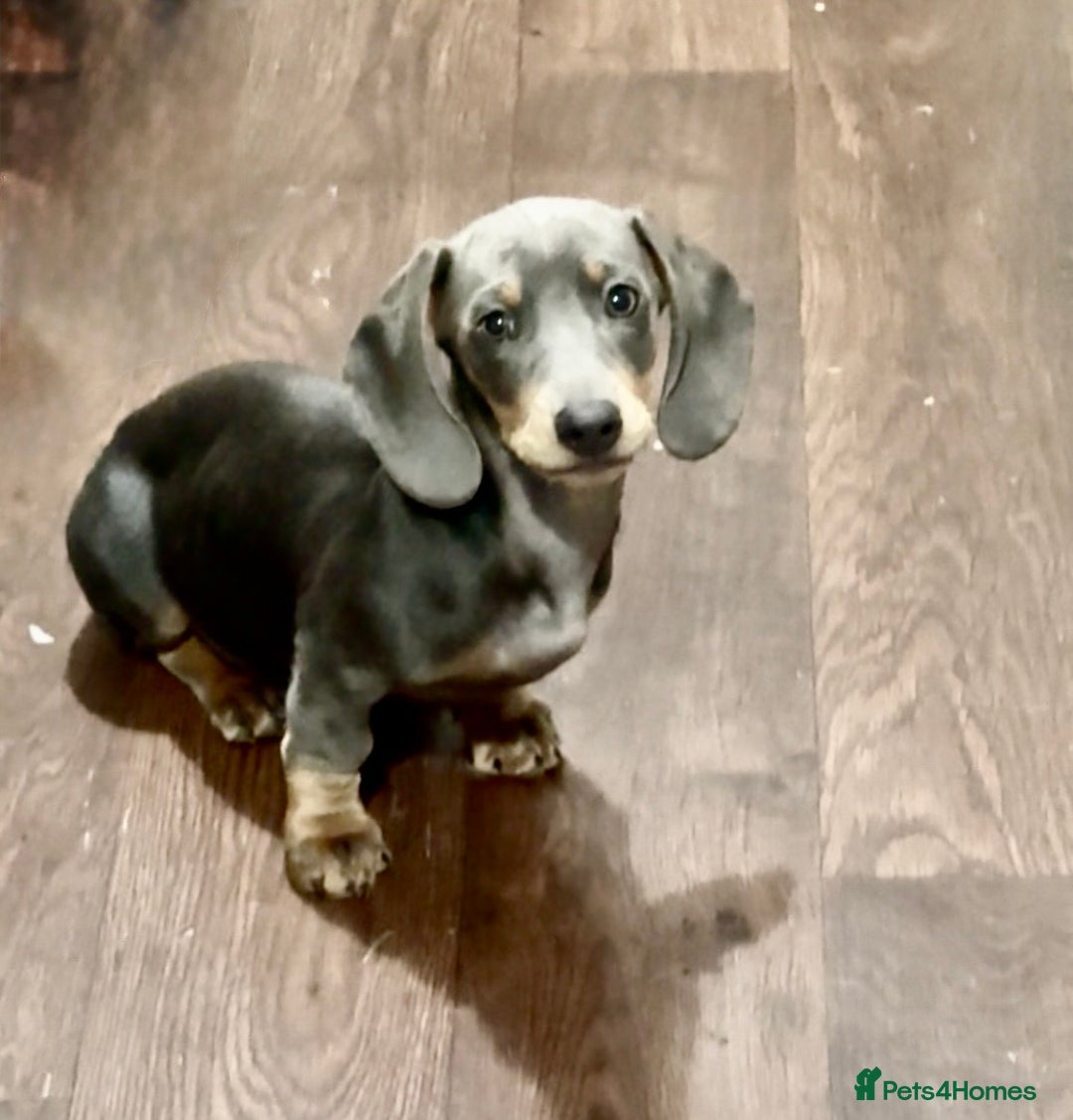 Miniature Dachshund dogs for sale: PRICE NEGOTIABLE Beautiful Isabella dachshund pups - Image 1