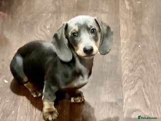 Miniature Dachshund dogs - Advert 2