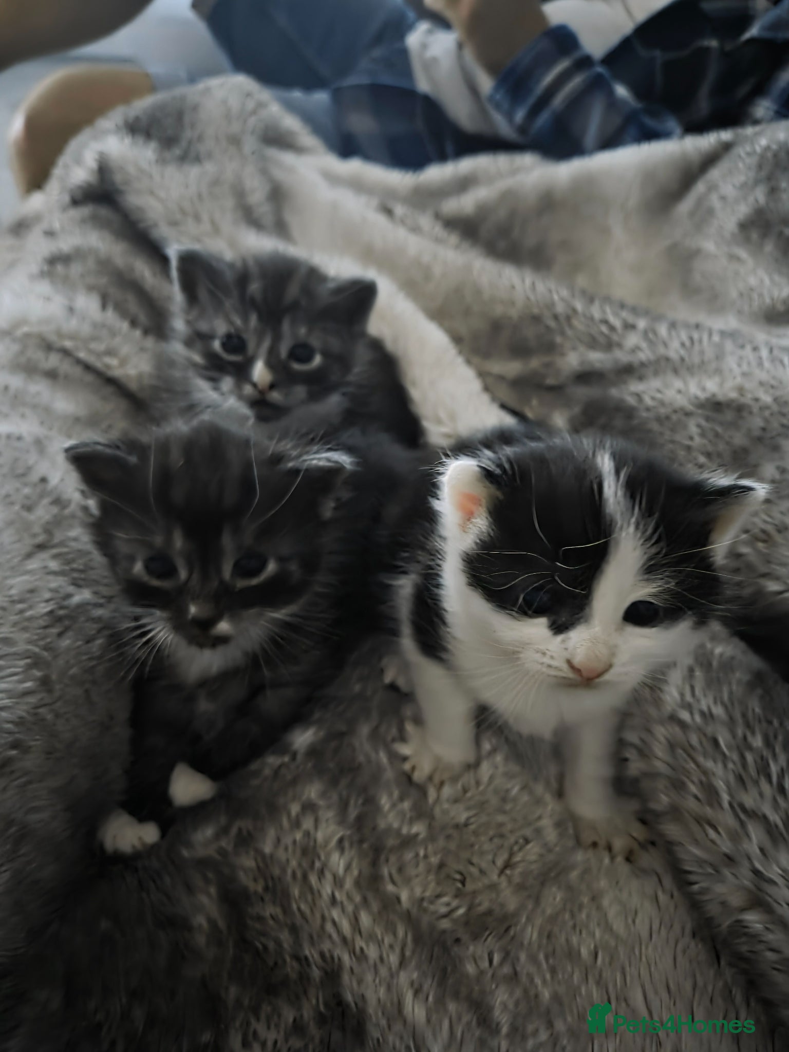 Mixed Breed cats Gorgeous Long Haired Kittens  - Advert 15