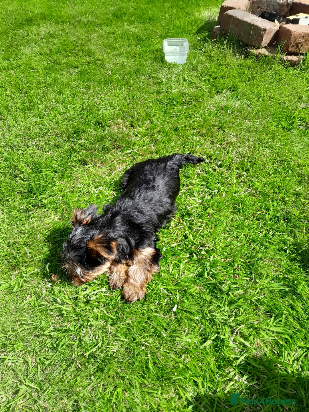 Yorkshire Terrier dogs for sale: Adorable Yorkshire Terrier puppies for sale - Image 5