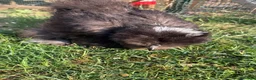 Chickens poultry for sale: USA silkie bantams  - Advert 7