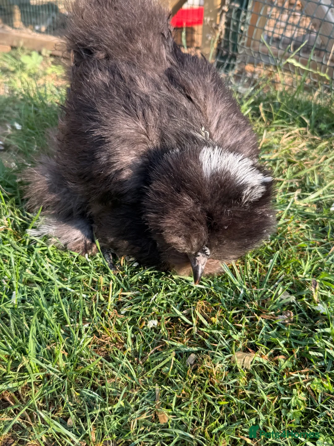 Chickens poultry for sale: USA silkie bantams  - Advert 7