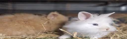 Lionhead rabbits for sale: Lovely tempered little lionhead babies- m and f - Advert 10