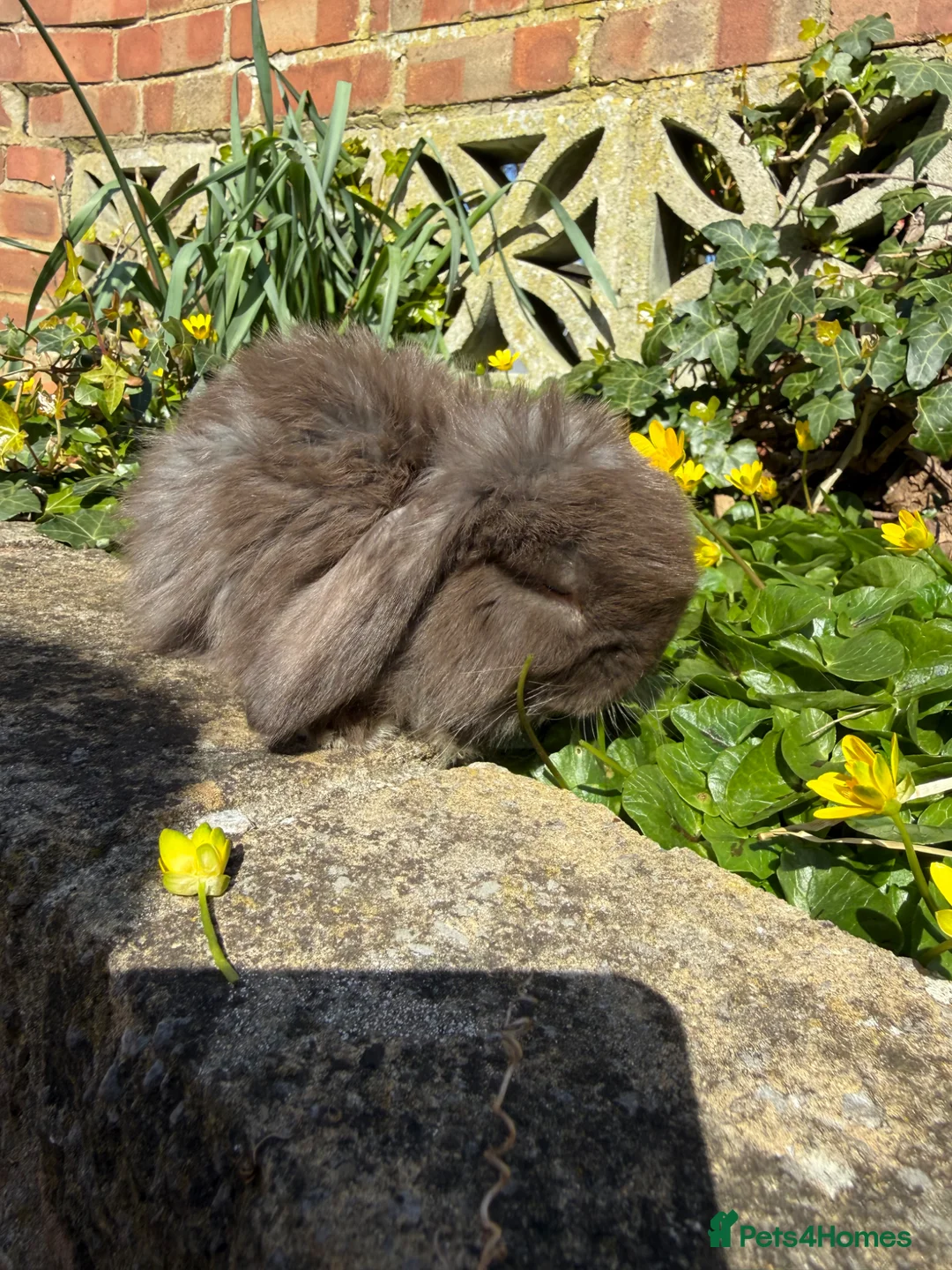 Mini Lop rabbits for sale: Top quality mini lops - Advert 2