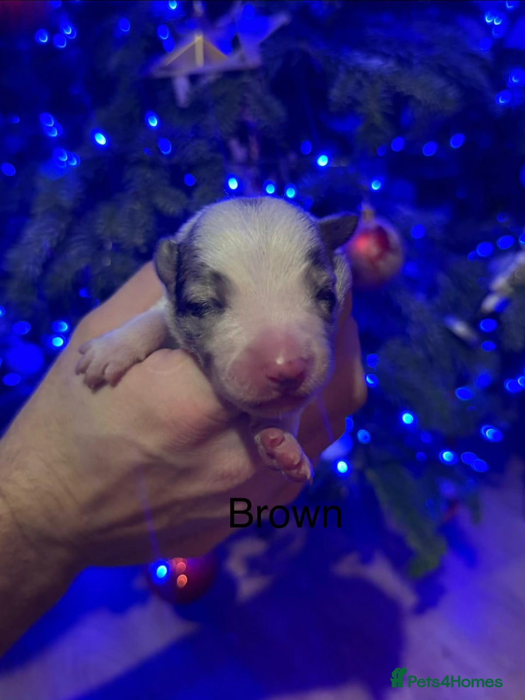 Border Collie dogs for sale: Family Raised Border Collie Pups  - Advert 15