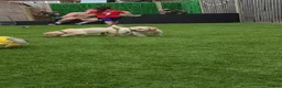 Labrador Retriever dogs for sale: 3 Beautiful Labs for sale 2x Boys 1x Girls  - Advert 9