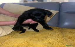 Goldador dogs for sale: GOLDADOR PUPPIES - Image 8