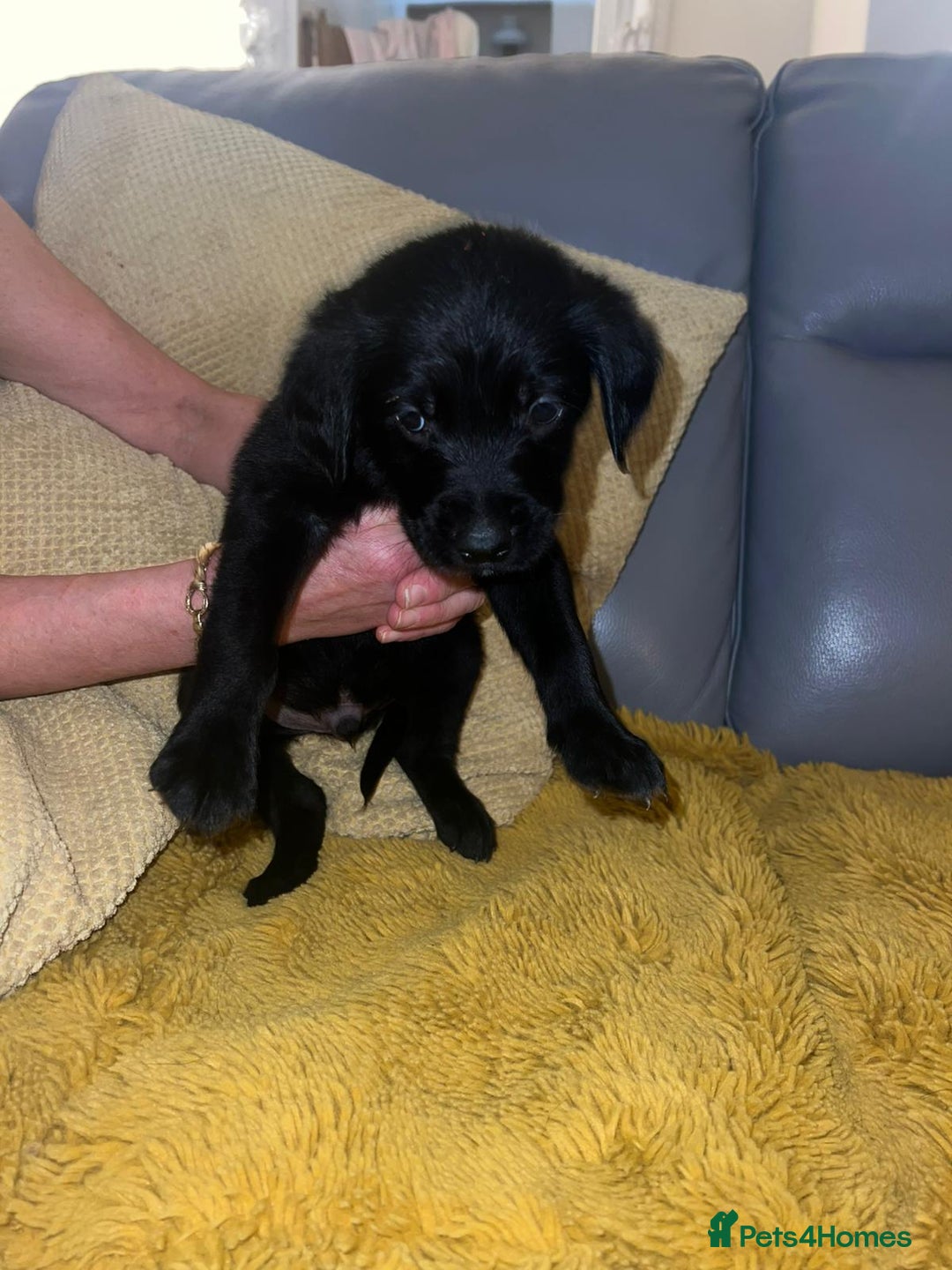 Goldador dogs for sale: GOLDADOR PUPPIES - Image 8