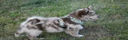 Chow Chow dogs for sale: Genuine chowski puppies  - Advert 3