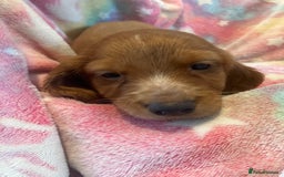 Cocker Spaniel dogs for sale: Working Cocker spaniel puppies - Image 10