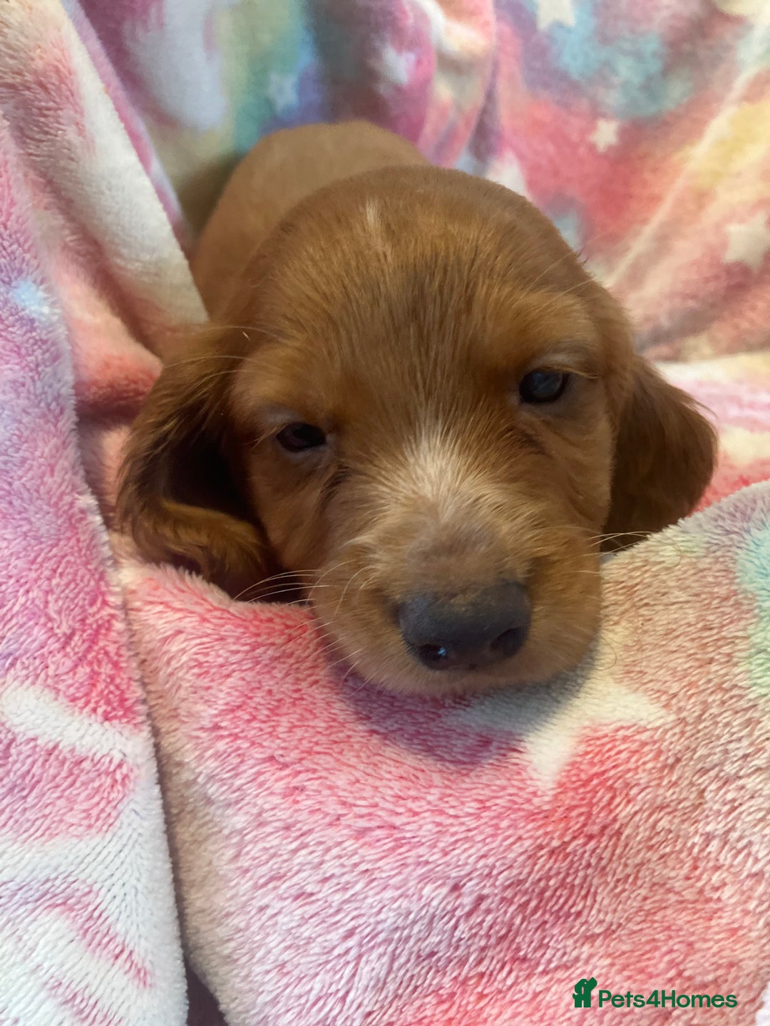 Cocker Spaniel dogs for sale: Working Cocker spaniel puppies - Image 10