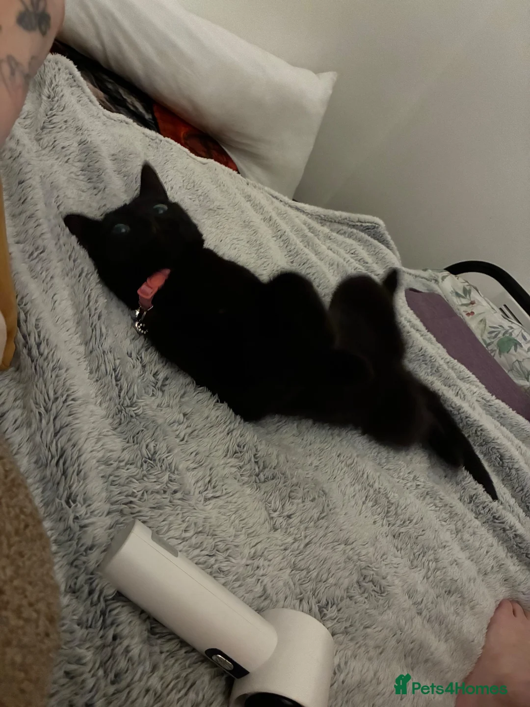 British Shorthair cats for sale: Black female 3 year old house cat in Peterborough - Advert 1