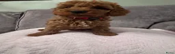 Cavapoo dogs for sale: Beautiful Cavapoo girls  - Advert 14