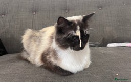Ragdoll cats for sale: Calico Ragdoll for sale - Image 3