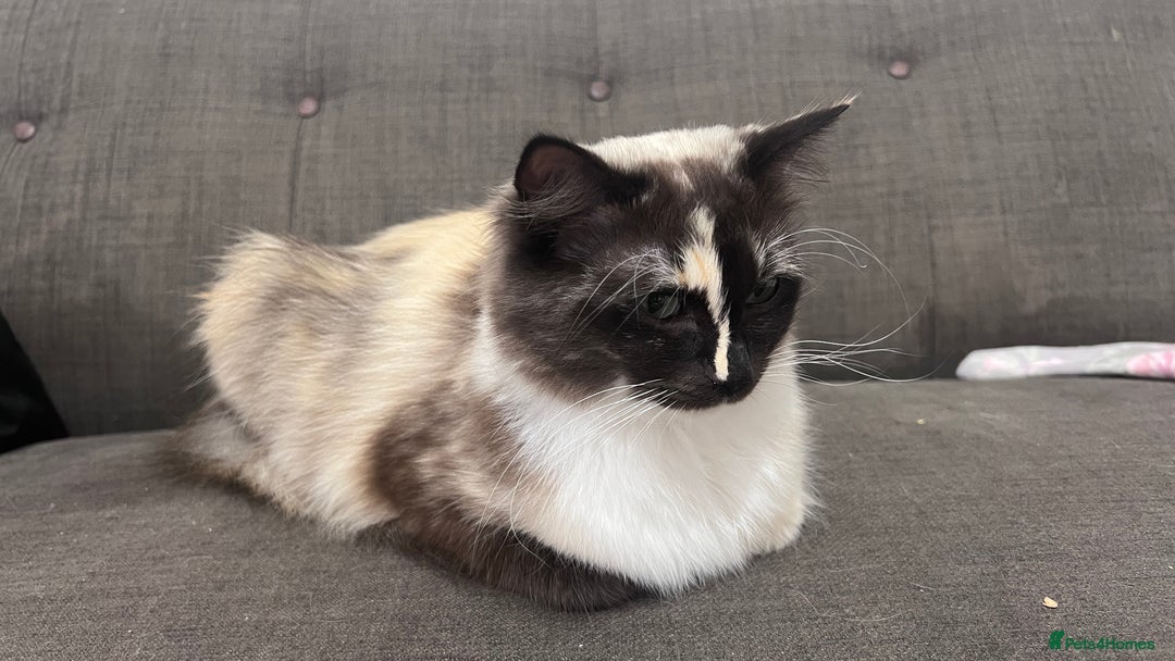 Ragdoll cats for sale: Calico Ragdoll for sale - Image 3
