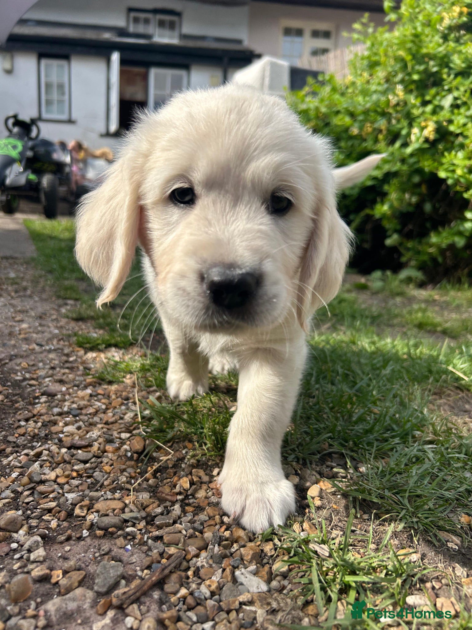 Golden Retriever dogs Beautiful litter of Golden Retriever puppies  - Advert 1