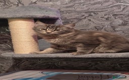 Maine Coon cats for sale: Aurora - Stunning Female Maine Coon - Image 10