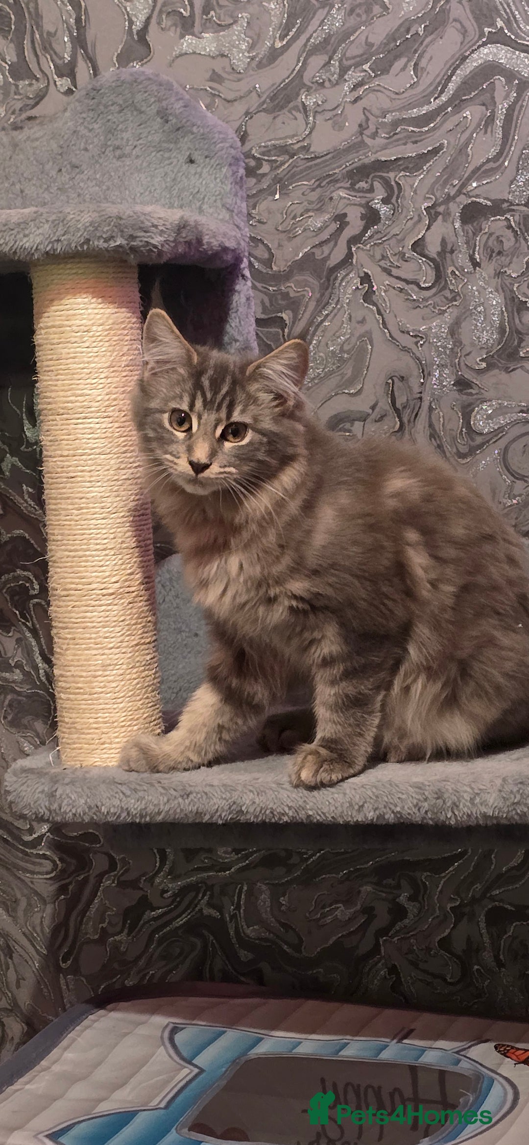 Maine Coon cats for sale: Aurora - Stunning Female Maine Coon - Image 10