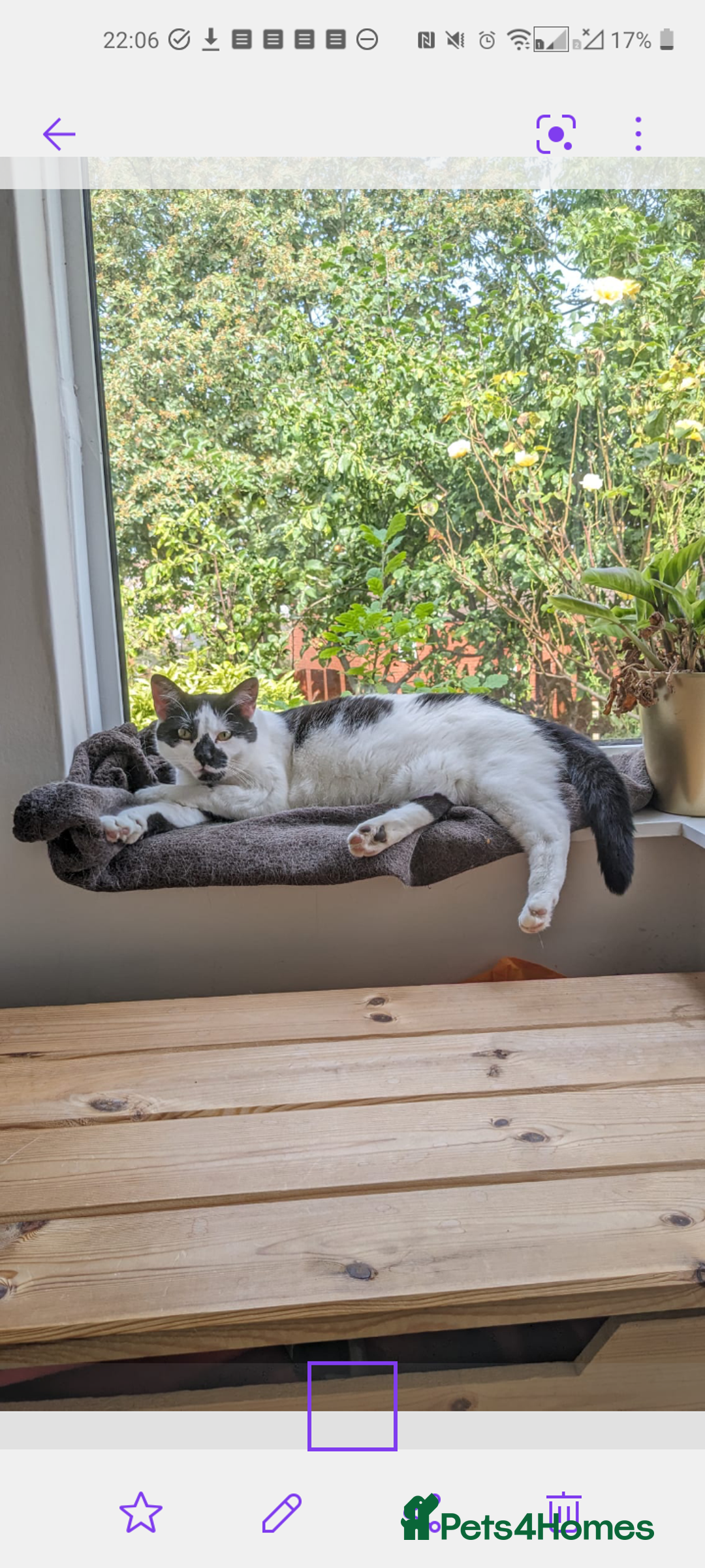 British Longhair cats for sale: Beautiful 5yo longhair looking for a calm home - Advert 3