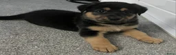 Sheprador dogs for sale: Sheprador Puppies – German Shepherd × Labrador - Advert 27
