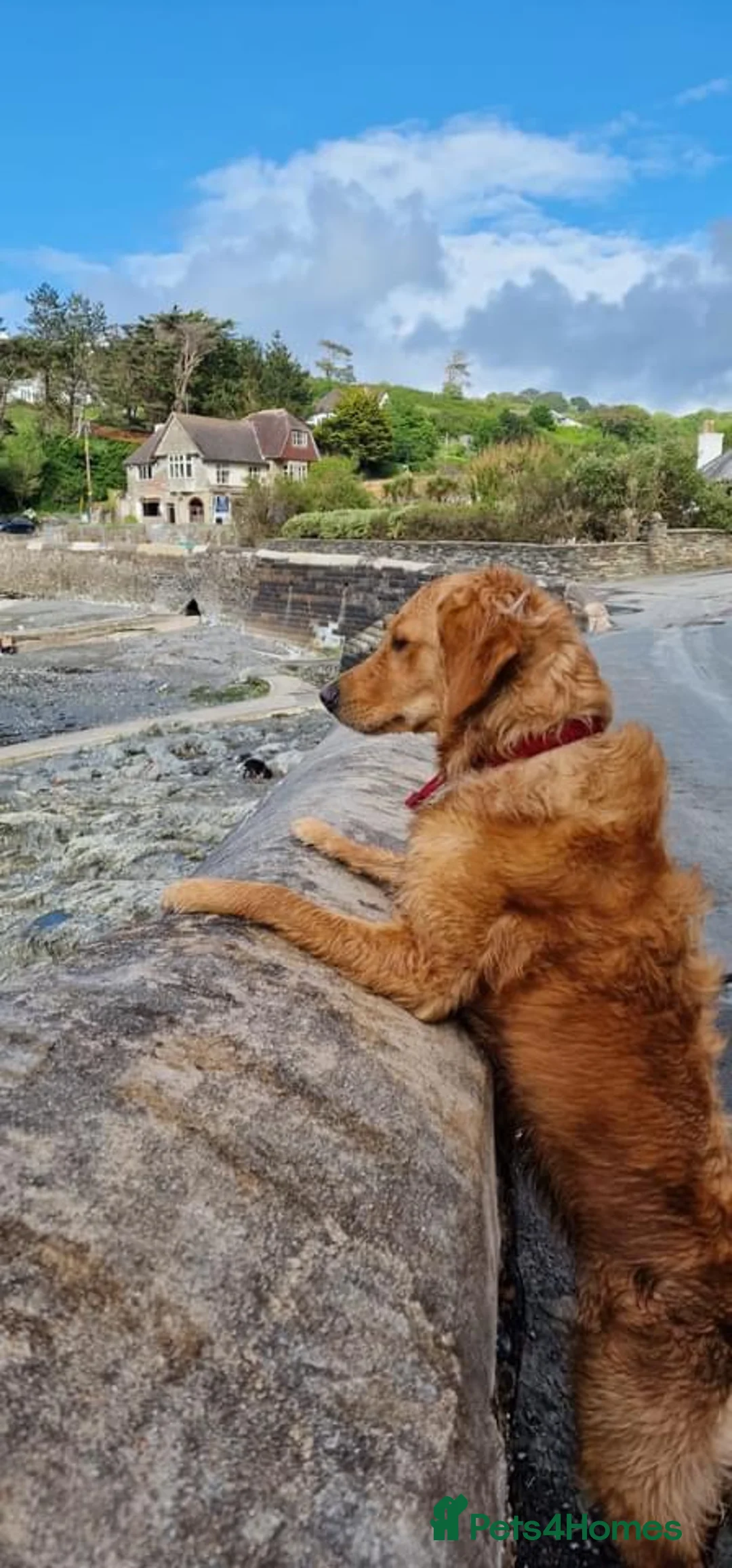 Gallery Image {{count}}