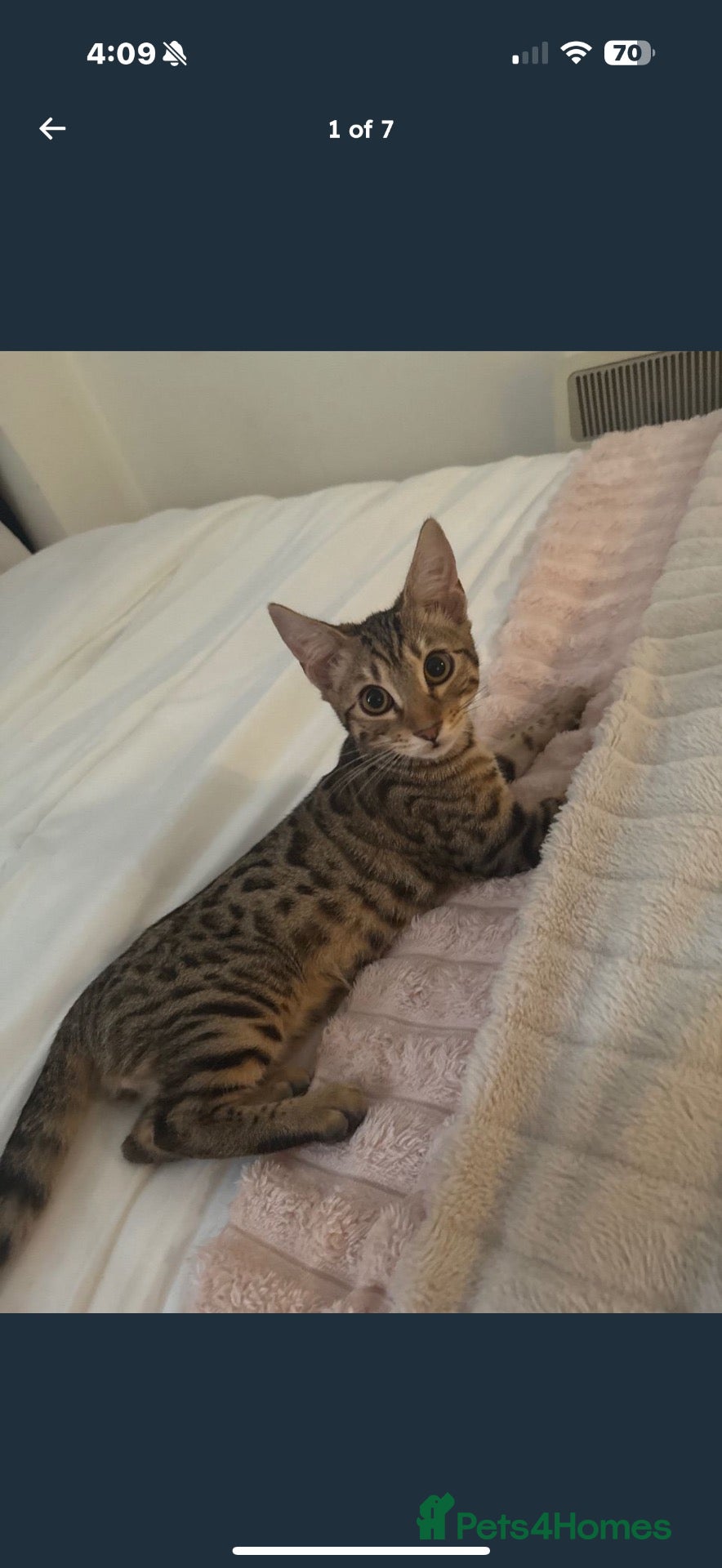 Bengal cats Bengal kitten for sale  - Advert 18