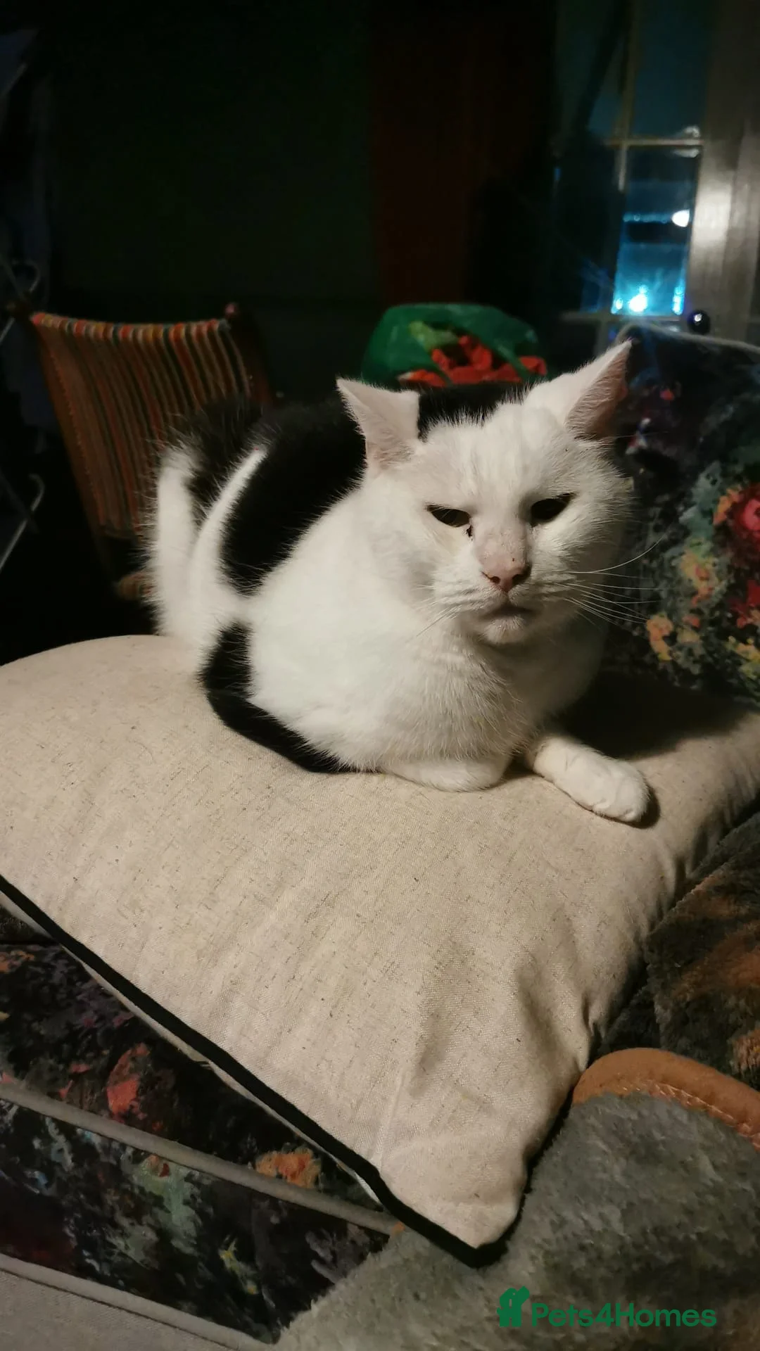 Domestic Shorthair cats for sale: 9 year old cats  - Advert 2