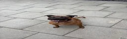 Staffordshire Bull Terrier dogs for sale: KC Registered Red/Brindle Staffy Puppies - Advert 3
