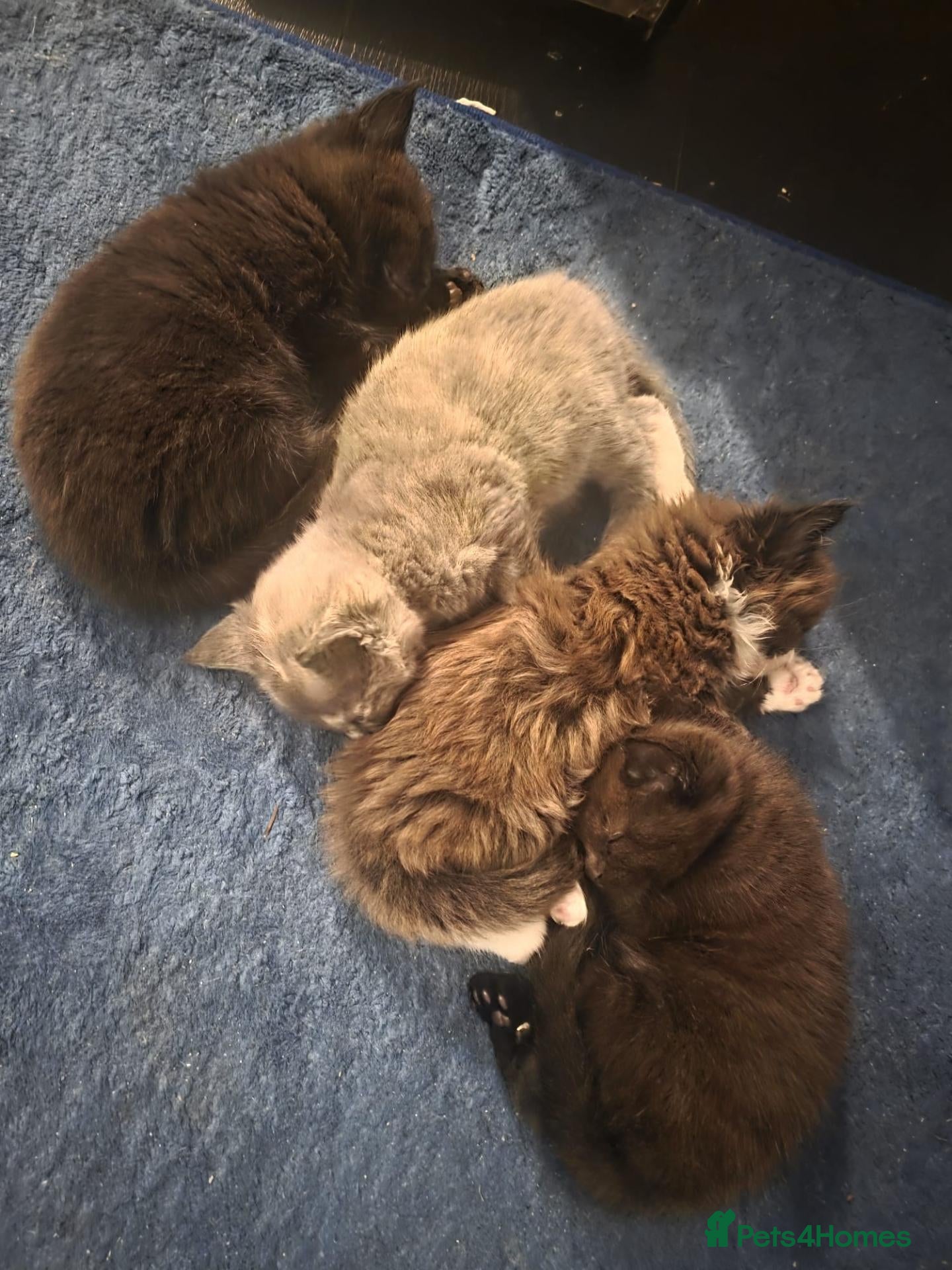 Maine Coon cats Beautiful mainecoon x kittens!!! - Advert 1