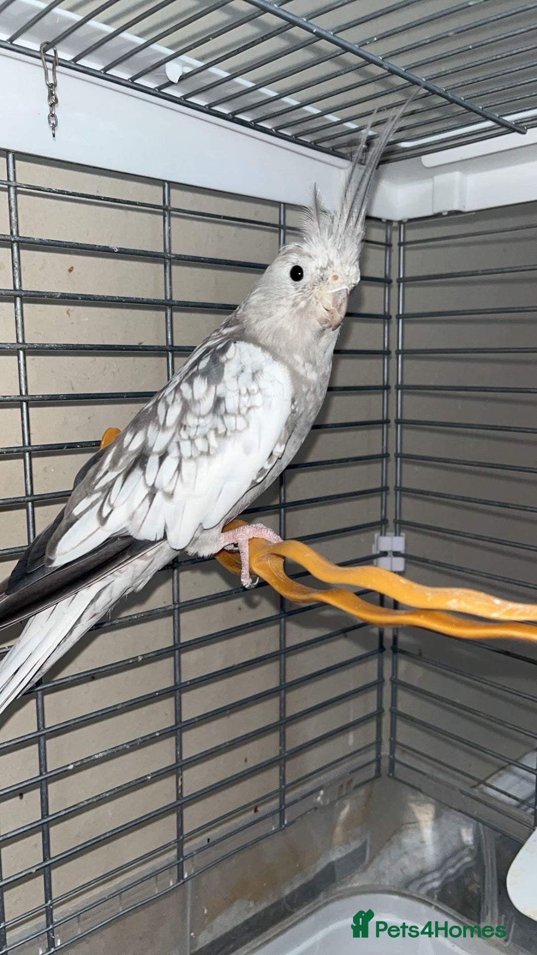Cockatiels birds Hand tame grey faced female cockateil  - Advert 1