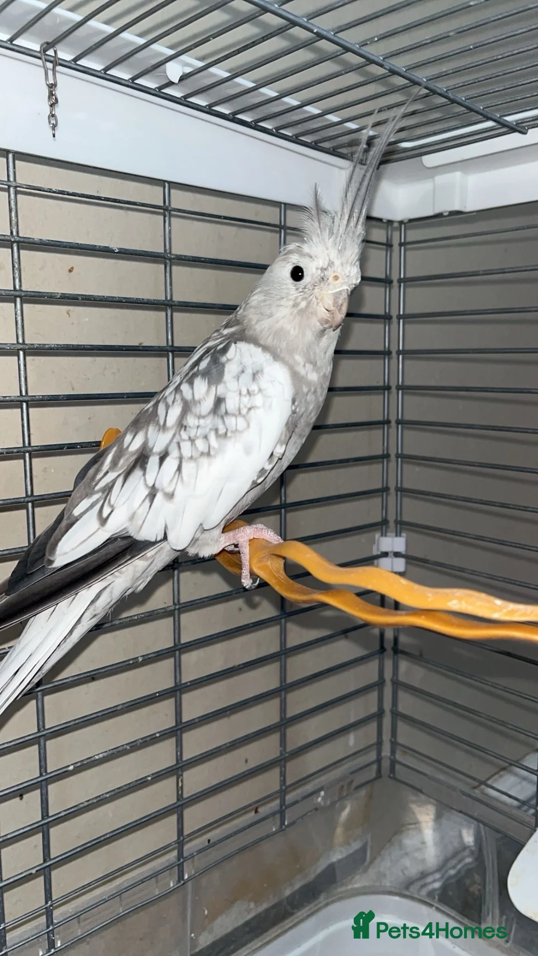 Cockatiels birds for sale: Hand tame grey faced female cockateil  in Liverpool - Advert 1