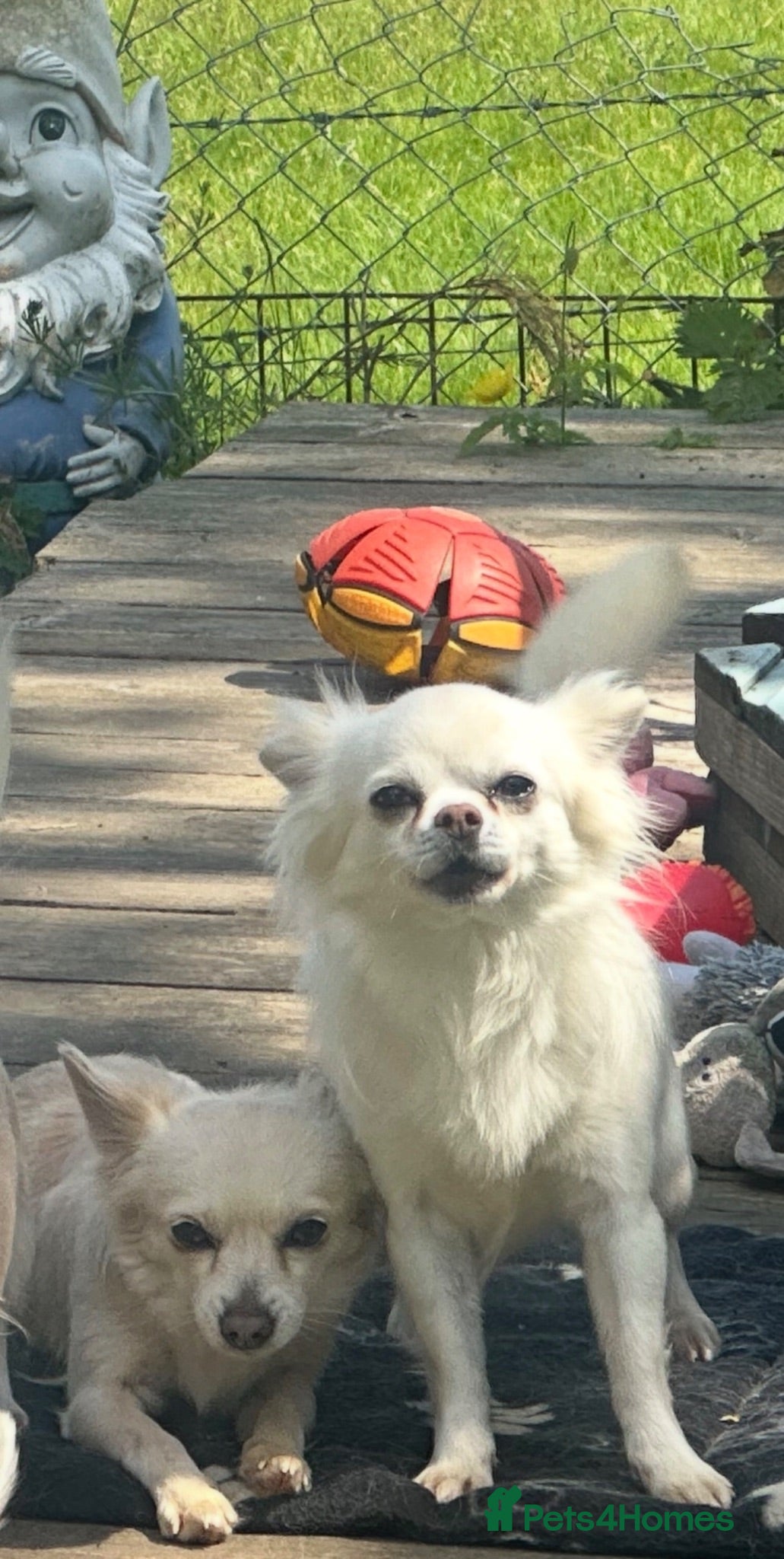 Chihuahua dogs Chihuahua pups - Advert 1