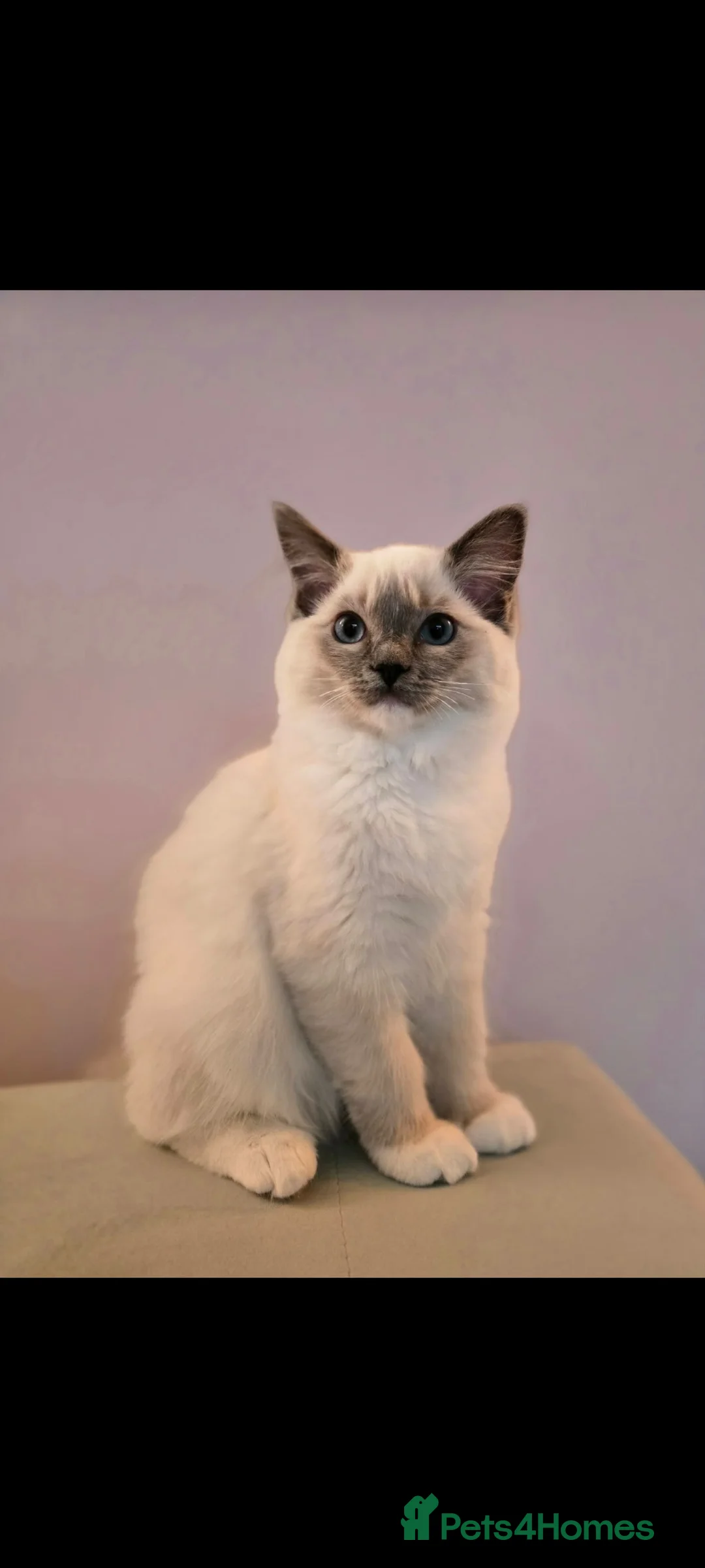 Ragdoll cats for sale: Ragdoll  - Advert 2