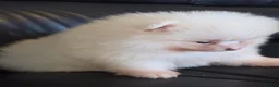 Pomeranian dogs for sale: Absolutely  stunning pomeranian  puppies  - Advert 17