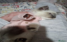 Ragcoon cats for sale: Beautiful Colourpoint Tortie Female Ragdoll Kitten - Image 15