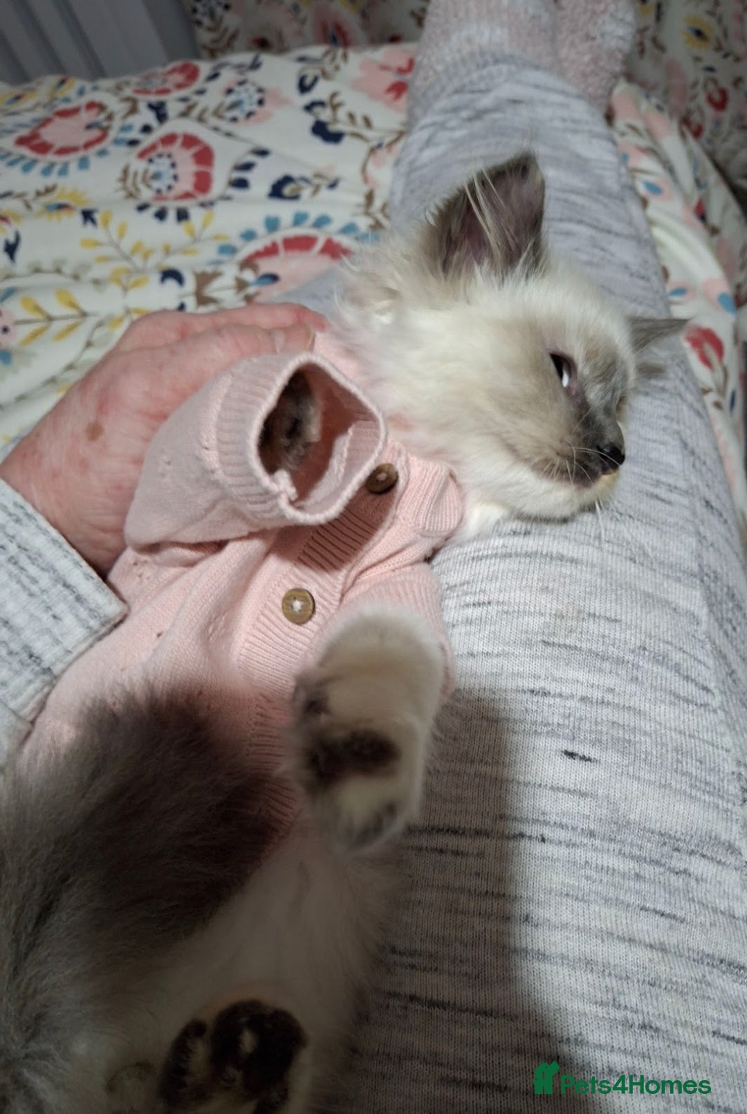 Ragcoon cats for sale: Beautiful Colourpoint Tortie Female Ragdoll Kitten - Image 15