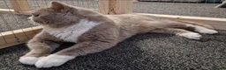 British Shorthair cats for sale: Beautiful Bi-Coulor British Shorthair Male. - Advert 3