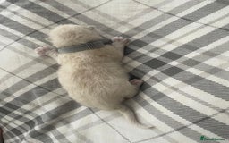 Ragdoll cats for sale: 💙 BLUEPOINT RAGDOLL BOY FOR SALE 💙 - Image 40