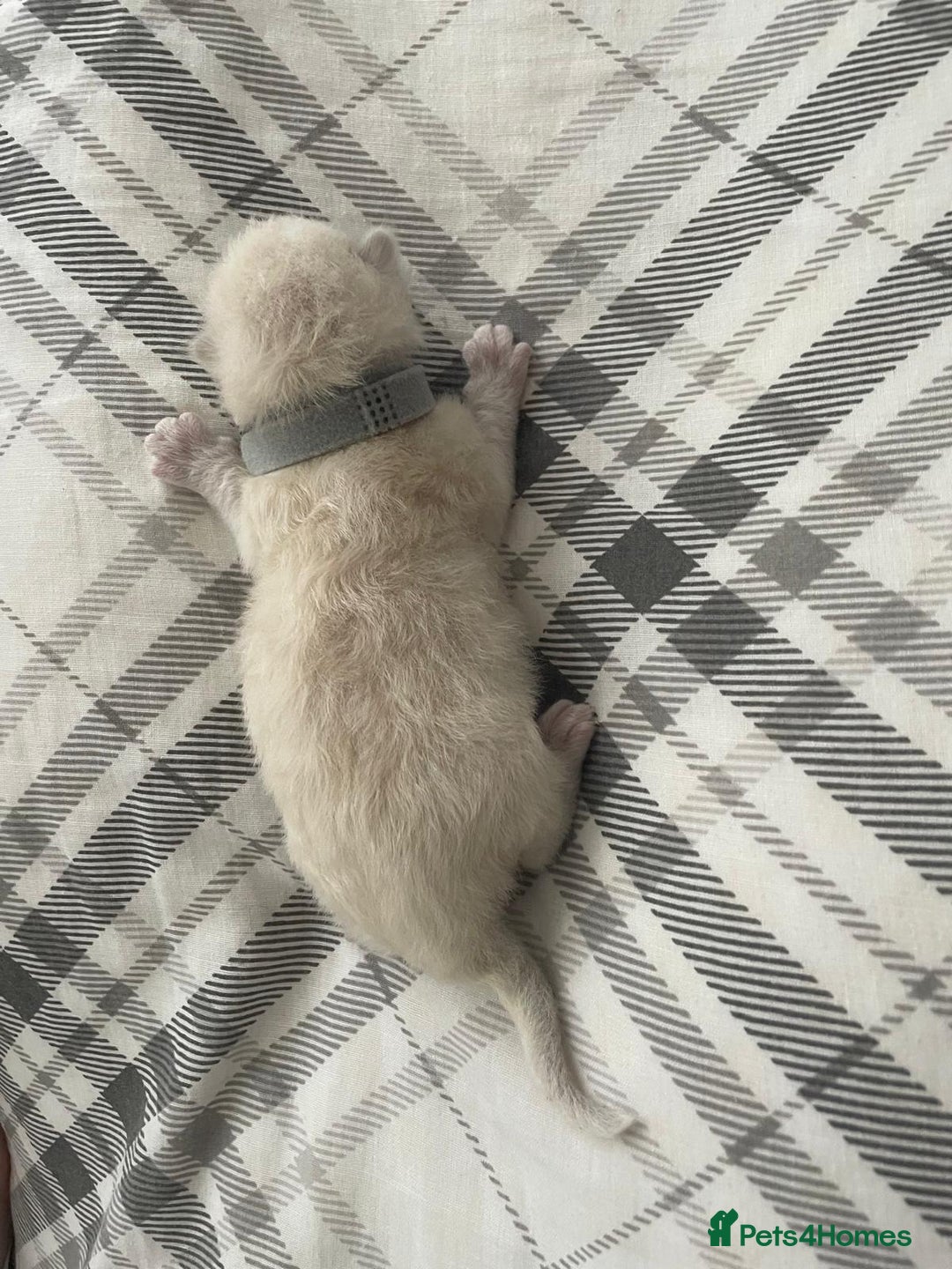 Ragdoll cats for sale: 💙 BLUEPOINT RAGDOLL BOY FOR SALE 💙 - Image 40