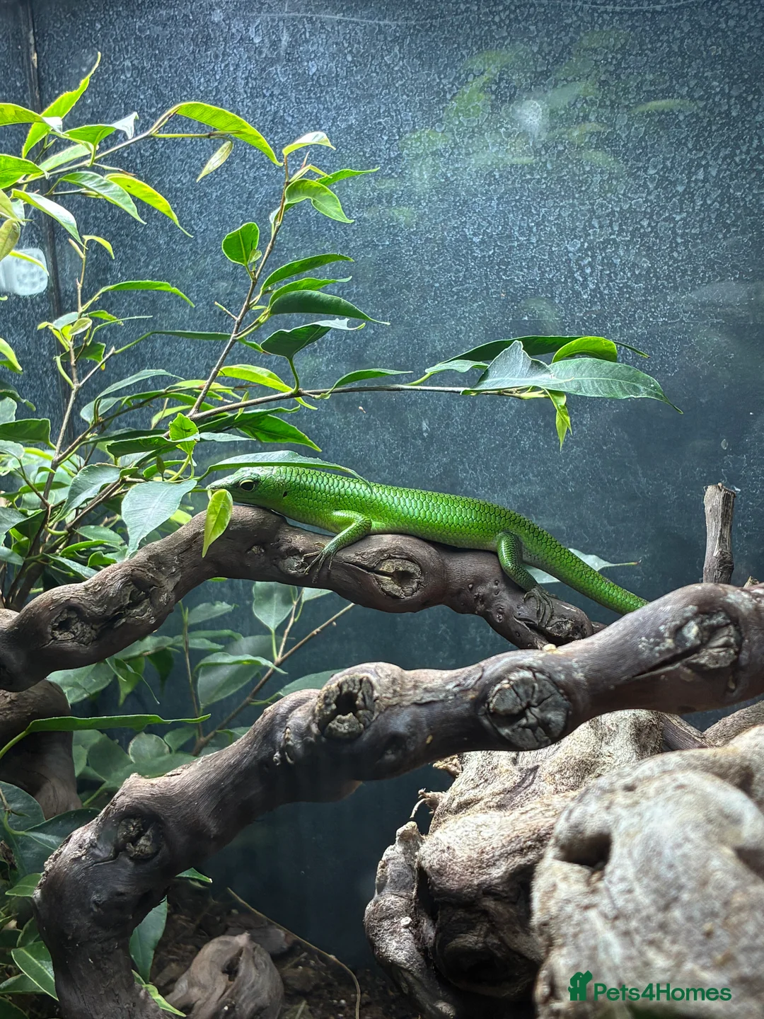 Skink reptiles for sale: Green tree skink + full enclosure for sale - Advert 5