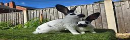 Mixed Breed rabbits for sale: Rabbit Babies Looking for Their Forever Homes! 🐰 - Advert 6