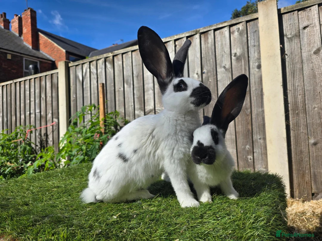 Mixed Breed rabbits for sale: Rabbit Babies Looking for Their Forever Homes! 🐰 - Advert 6