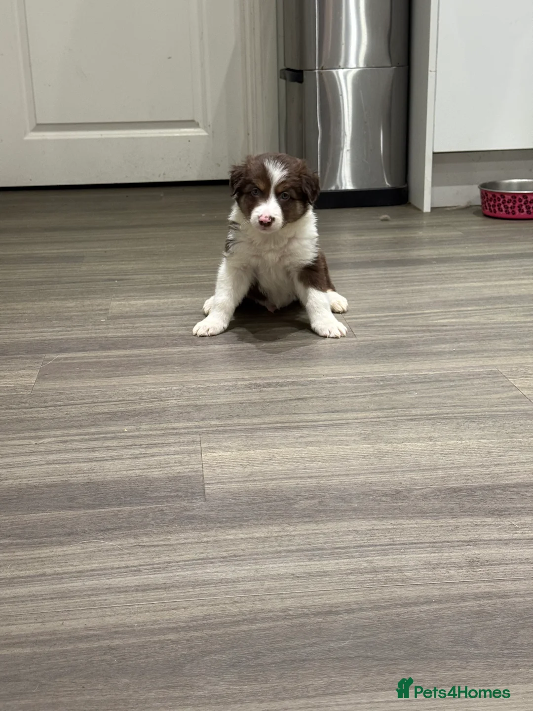 Border Collie dogs for sale: Border Collie red  - Advert 15
