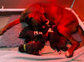 Boxer dogs Beautiful Brindle Boxer Puppies - Advert 2