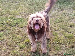 Labradoodle dogs 🐾🌈 Stunning Clever Trix, last girl 🌈 - Advert 3