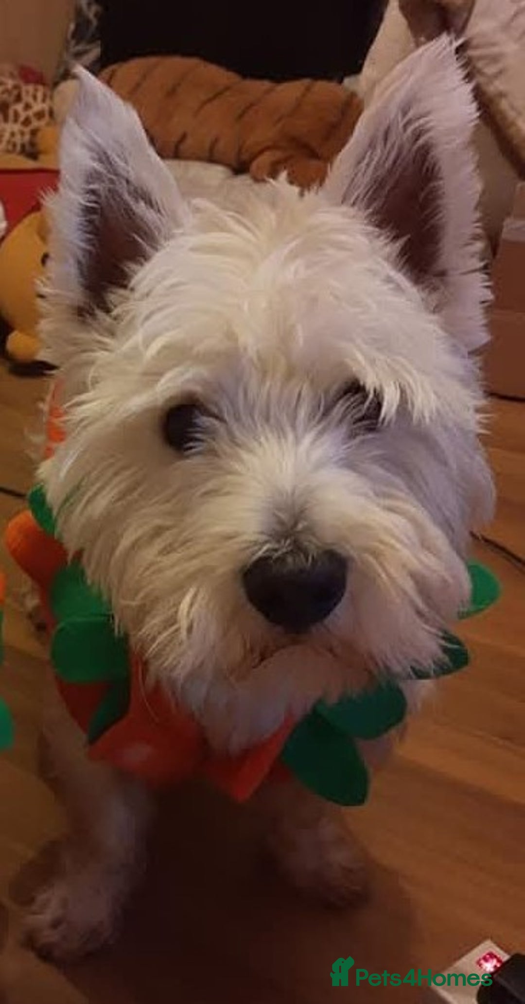 West Highland Terrier dogs for stud: For stud - Advert 7