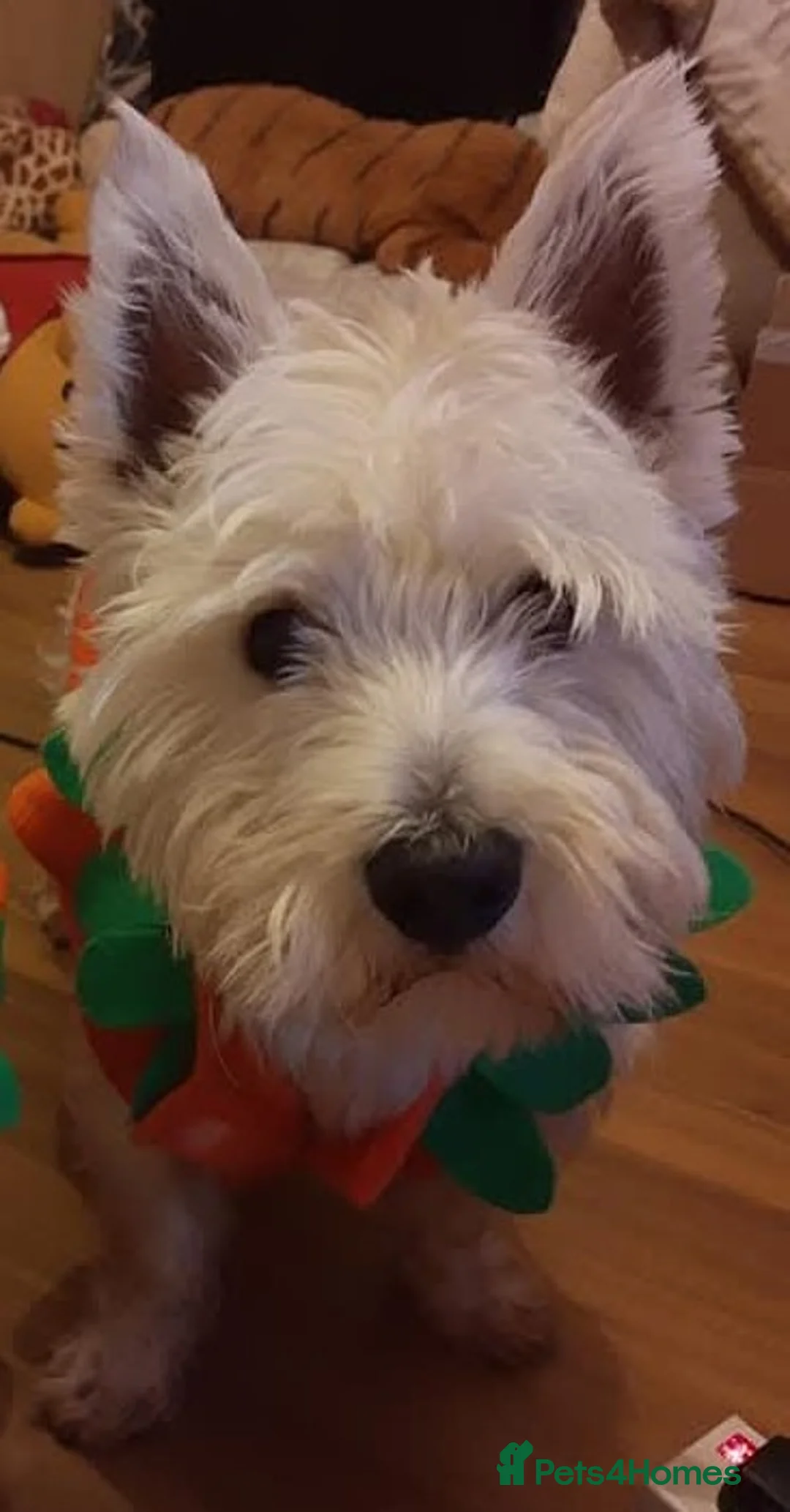 West Highland Terrier dogs for stud: For stud - Advert 7