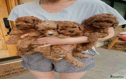 Cockapoo dogs for sale: F1B Red Cockapoo Pups - Image 8