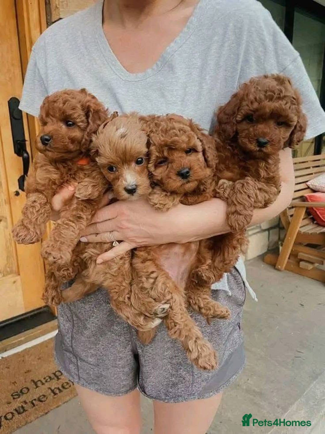 Cockapoo dogs for sale: F1B Red Cockapoo Pups - Image 8
