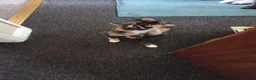 Mixed Breed cats for sale: Beautiful litter of 4 mixed sex in Ashbourne - Advert 8